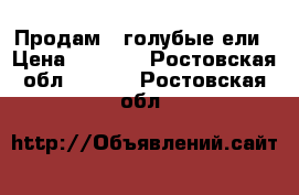 Продам 3 голубые ели › Цена ­ 3 000 - Ростовская обл.  »    . Ростовская обл.